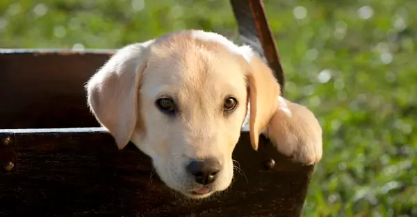 Helping Your Child Adjust to a New Pet,
