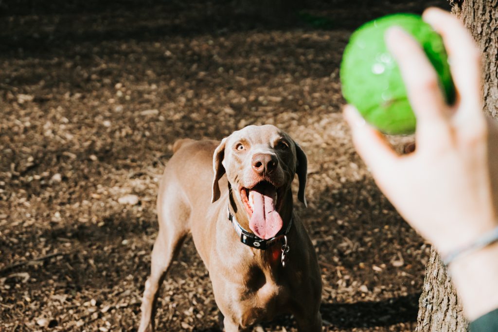 play with dog