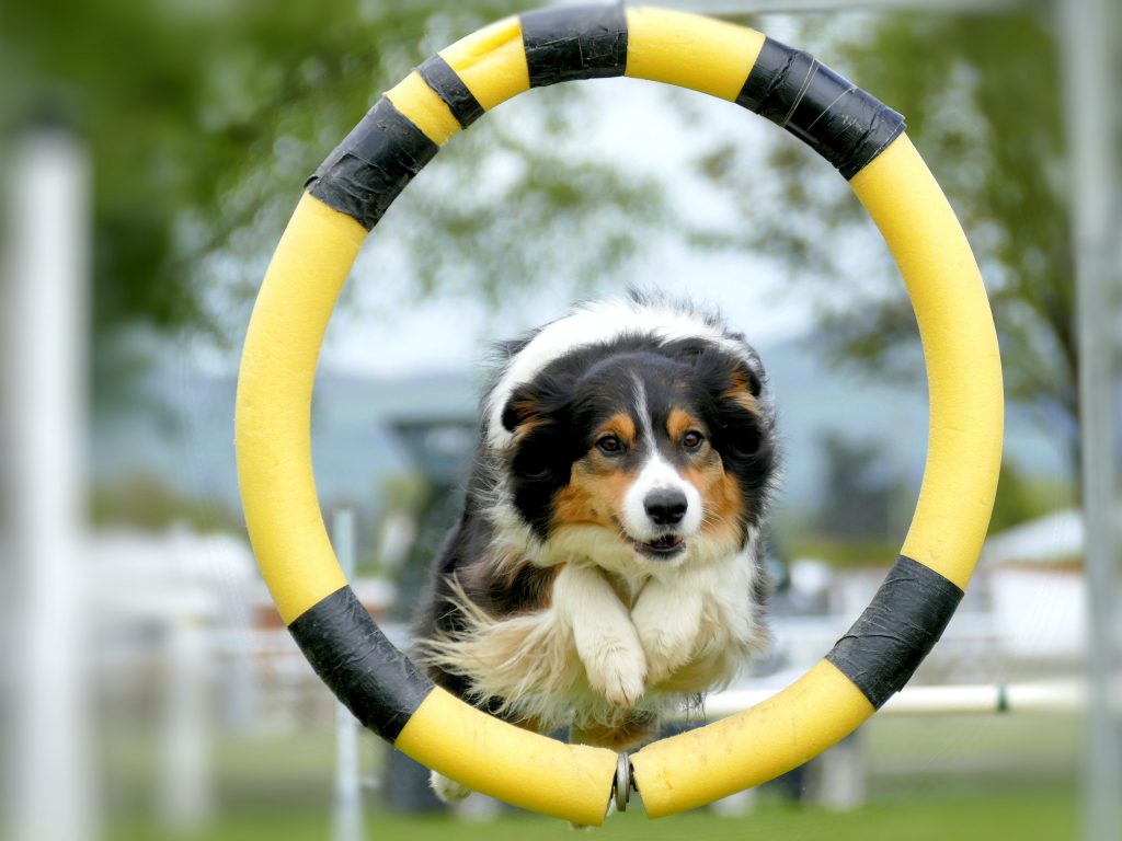 dog agility course