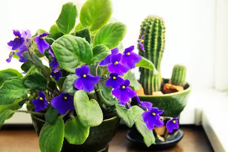 4 Stunning Flowering Houseplants,