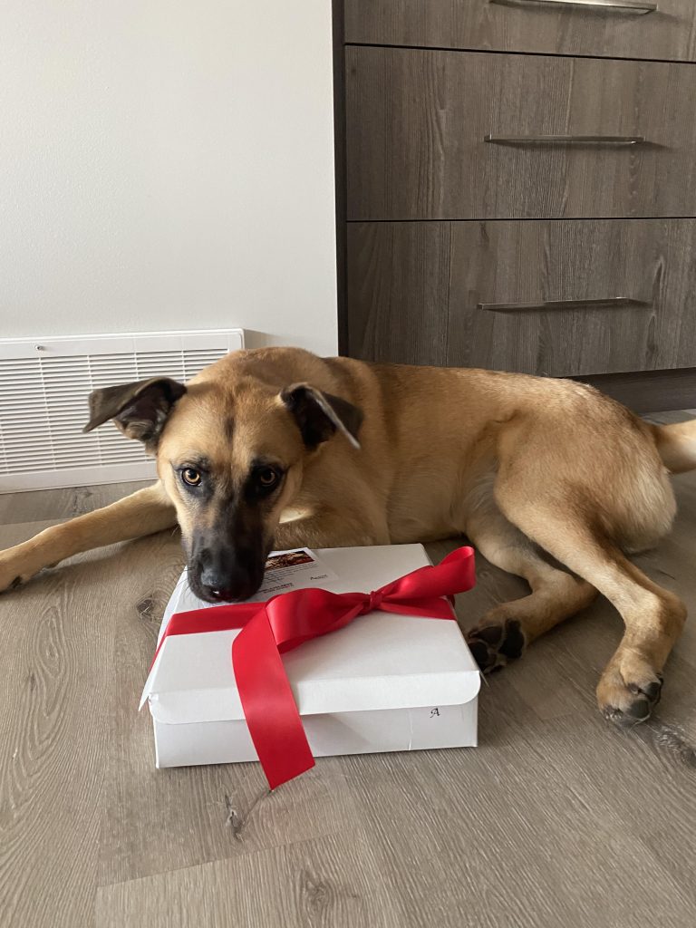 Dog with a present wrapped in a red bow.