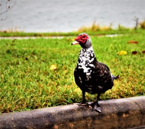 A black, brown and white marbled duck with red hooded face in front of lake