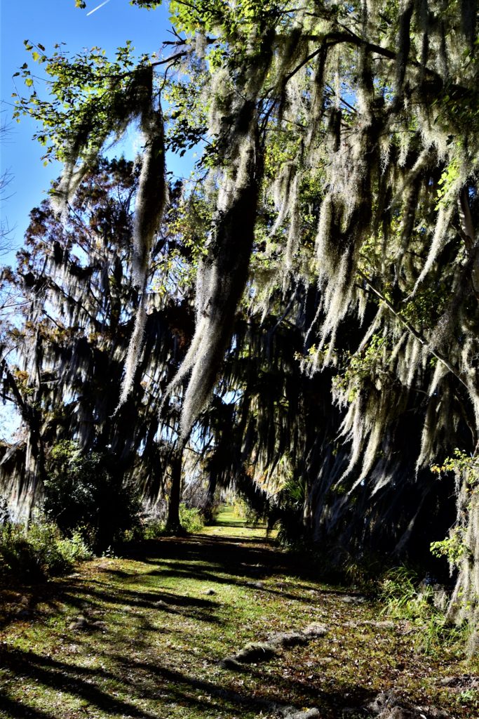 path beside Alligator Lake, underneath the oaks and spanish moss