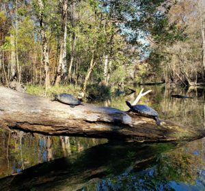 Log in river with several turtles on it in the sun