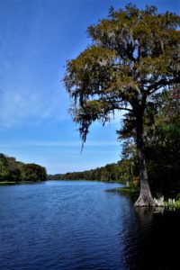 View of the Wacissa River with blue skies