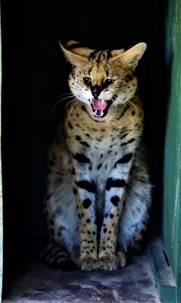 Bob Cat with mouth open