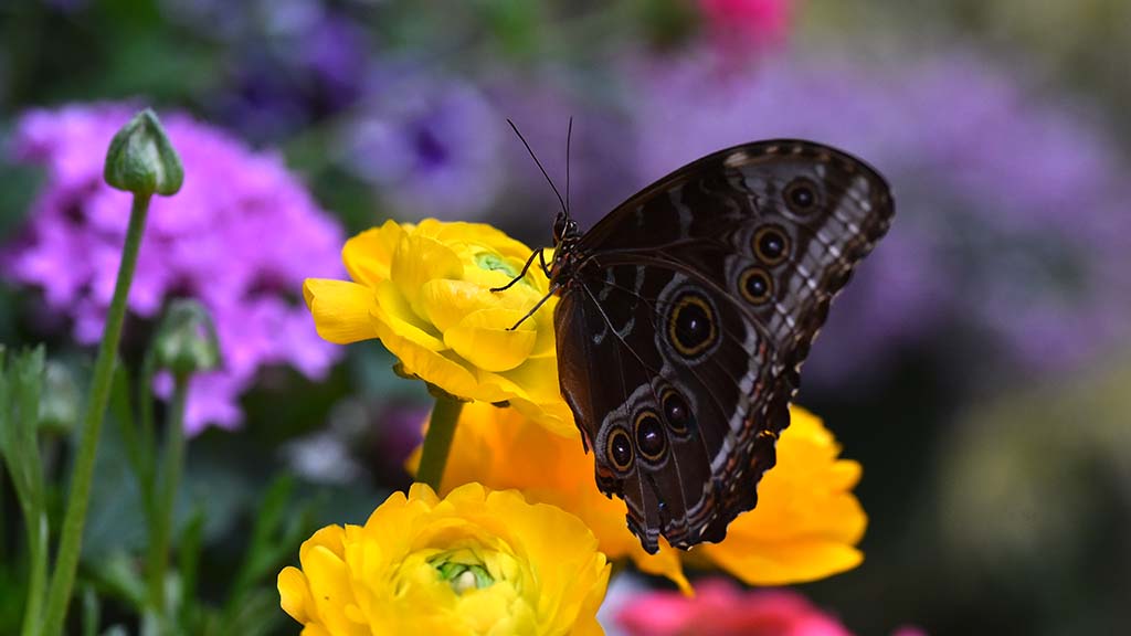 A Common Blue Morpho rests on a yellow ranunculus in Butterfly Jungle.