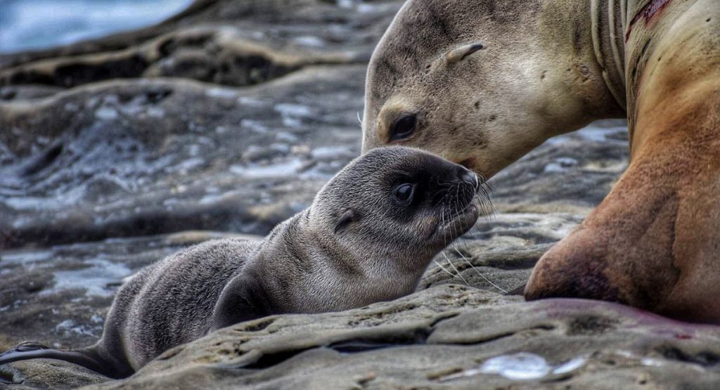 La Jolla Sea lion mother with pup resting on rocks