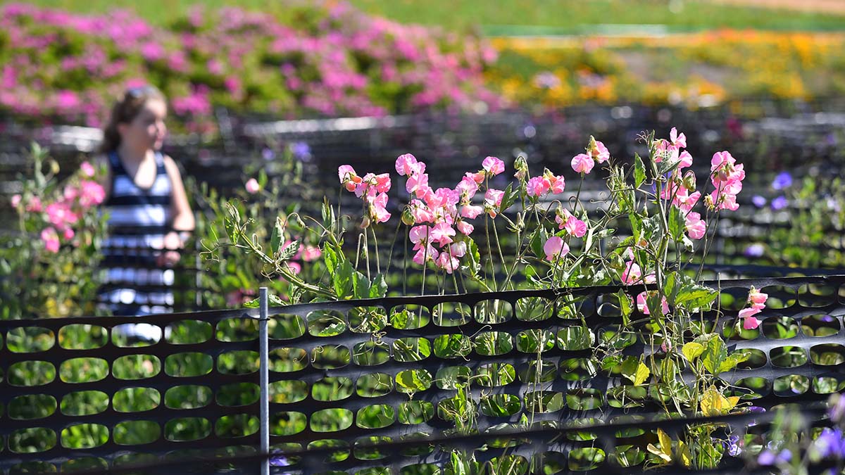 A sweet pea maze has become to bloom. Photo by Chris Stone