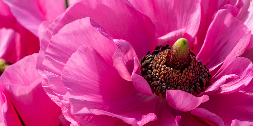 pink Giant Tecolote Ranunculus flower closeup
