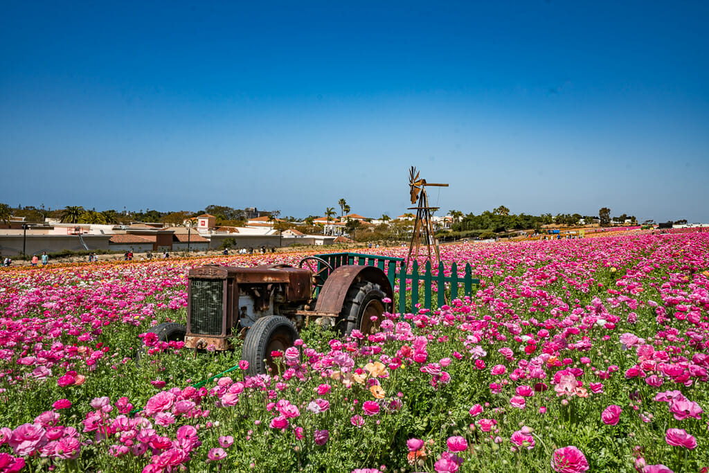 antique tractor in a field of pink Giant Tecolote Ranunculus at the Flower Fields in Carlsbad California