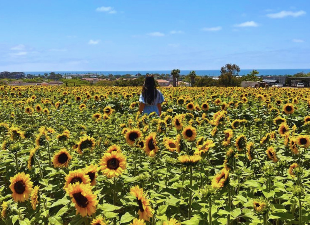 San Diego attractions carlsbad