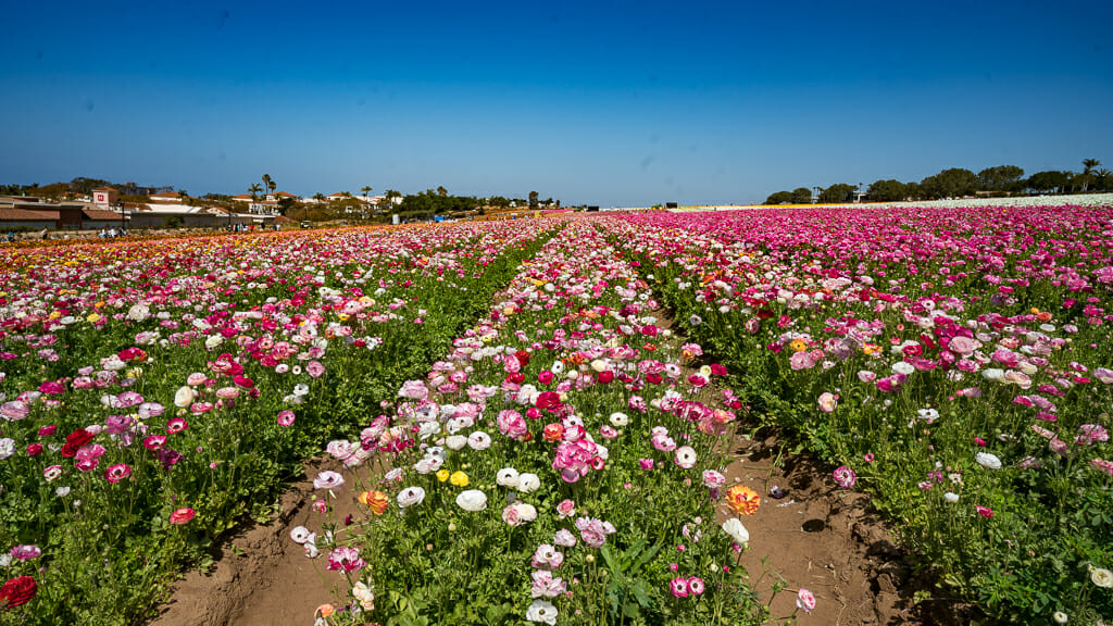 rows of pink Giant Tecolote Ranunculus flower