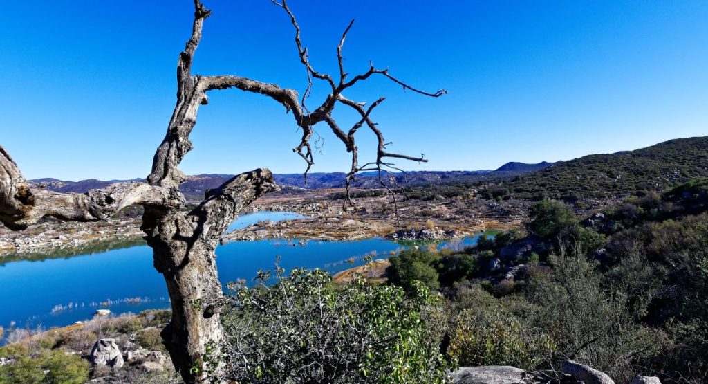 Hiking trail surrounded by low desert shrubs and dead tree, trail overlooks calm lake below on bright sunny day. Hiking at Lake Morena.