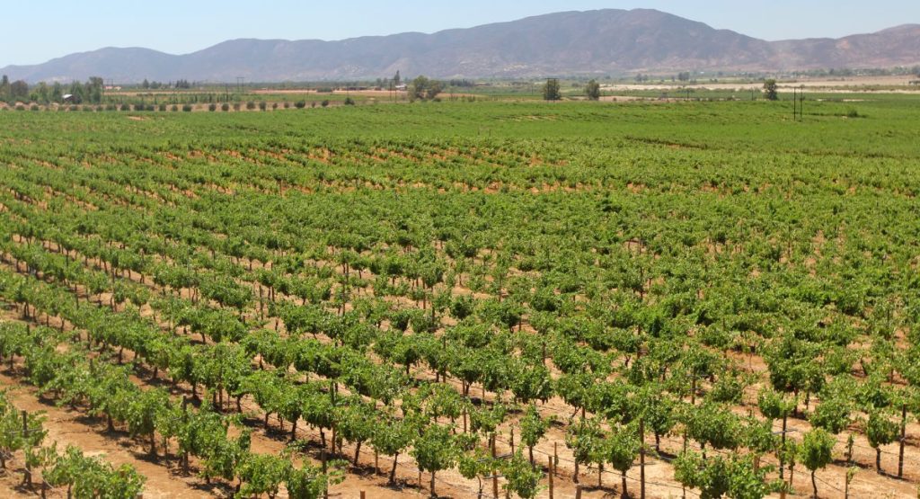 Green vineyard in desert region with mountains in background on sunny day. Valle de Guadalupe, Mexico wine region.