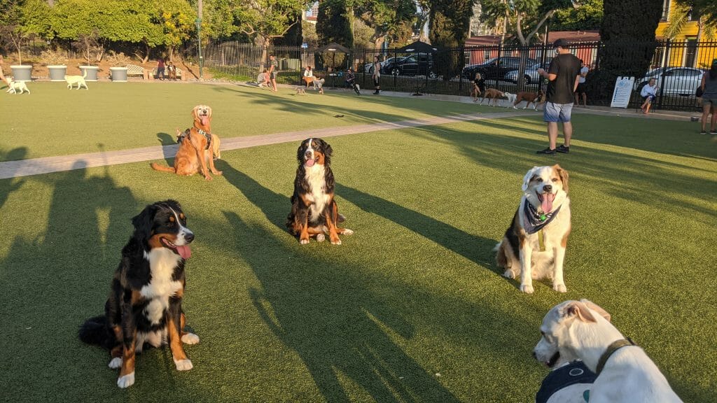 Dogs sitting in the grass at Little Italy Dog Park