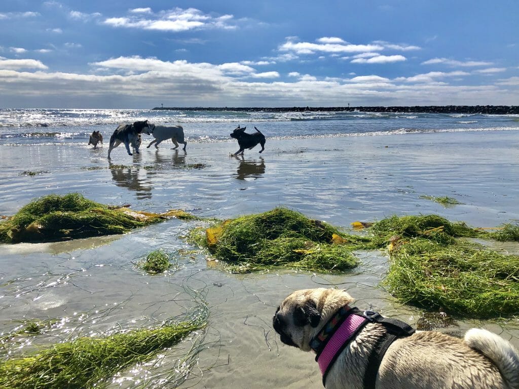 Dogs playing on the dog Beach in San Diego on a sunny day