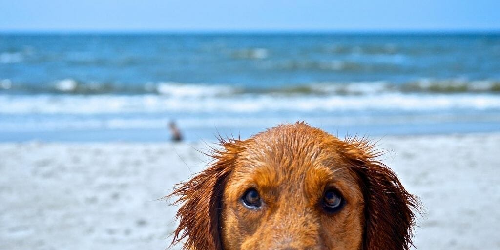 Closeup of wet, orange-furred dog staring right in the camera, half his face visible, with beach in the background