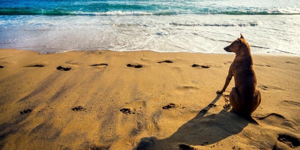 Dog sitting on a sand beach looking out into the ocean during late afternoon with golden light
