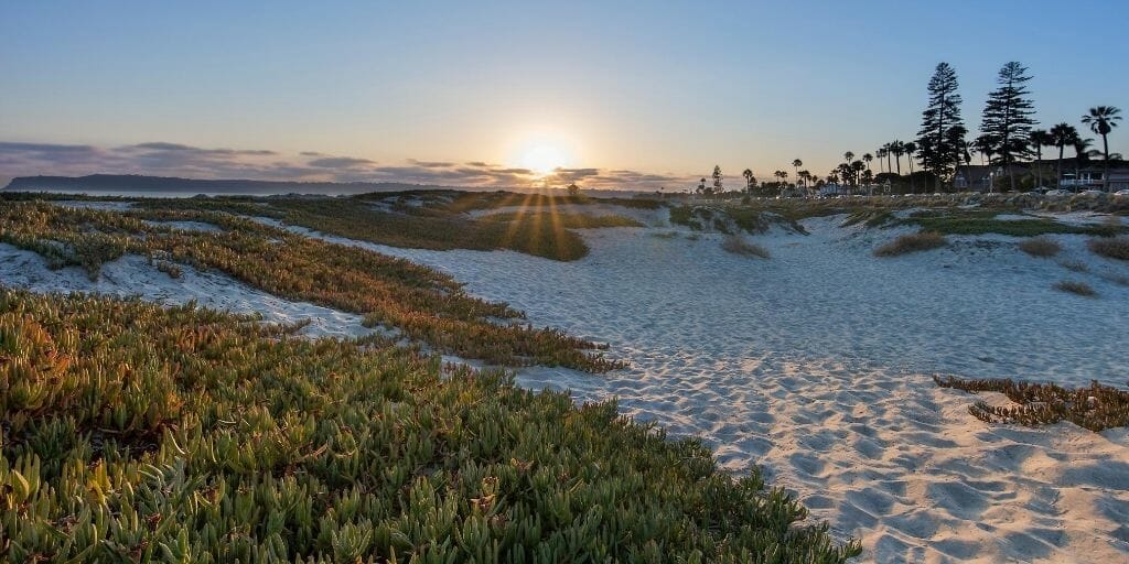 Sand Dunes with flower patches partially covering the sand and the sun setting just over the horizon