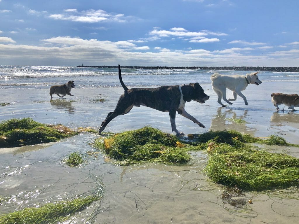 Dogs playing on the dog Beach in San Diego on a sunny day