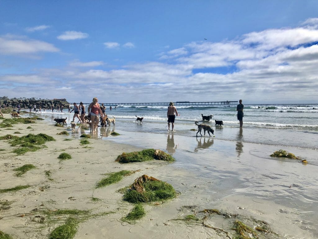 Dogs playing on the Beach in San Diego on a sunny day