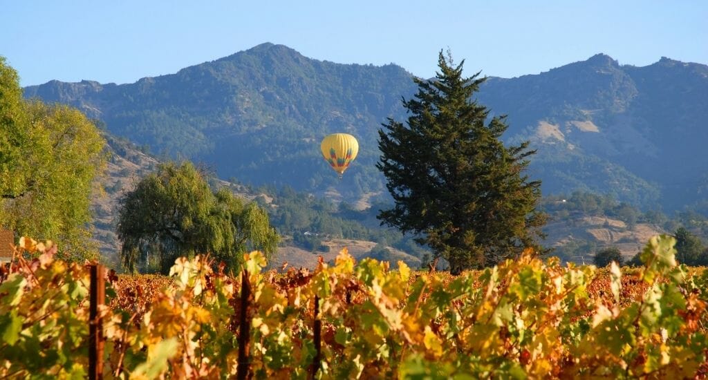 Vineyards in Fall with orange leaves in the foreground, a hot air balloon taking off in the background