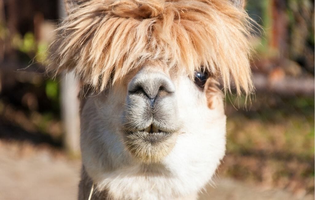 Portrait of head of a Cream colored alpaca with crazy hair 