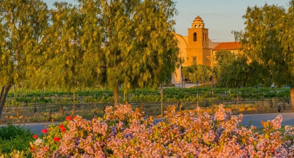 Sunset in Temecula with flowery bush in the foreground and a spanish style tower in the background, partially hidden by trees