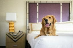 Golden Retriever sitting on a hotel bed at Hotel Solamar