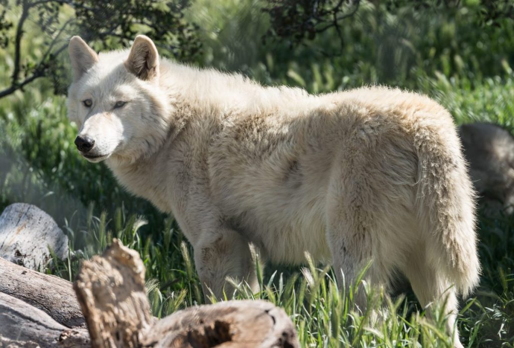 White wolf at the Julian Wolf Center