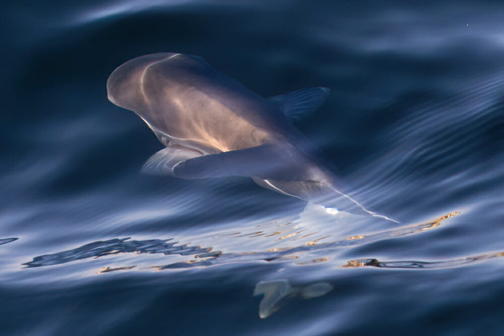 Fin Whale under water near Dana Point