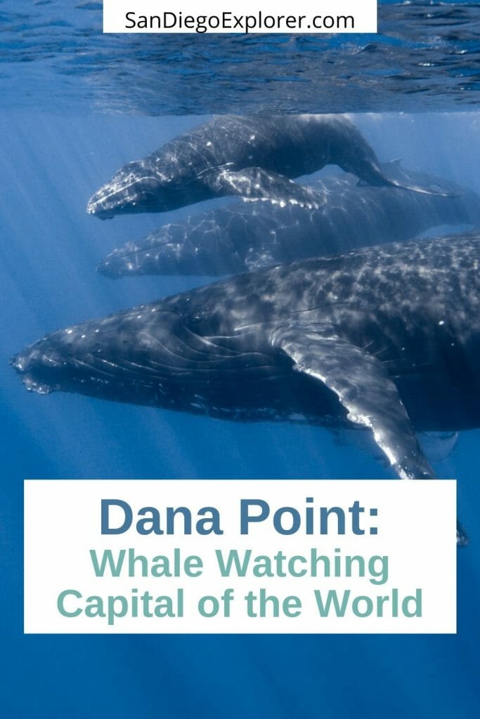 Whale watching in California - Southern California Whale Watching - Dana Point Whale Watching - Dana Point Harbor - Things to do in Dana Point - Dana Wharf Whale Watching - Whale Migration West Coast - Grey Whale Migration - San Diego Whale Watching - Day trips from San Diego 