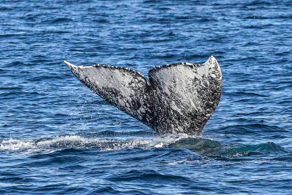 dark grey and white grey whale fluke over the blue ocean - Dana Point Whale Watching