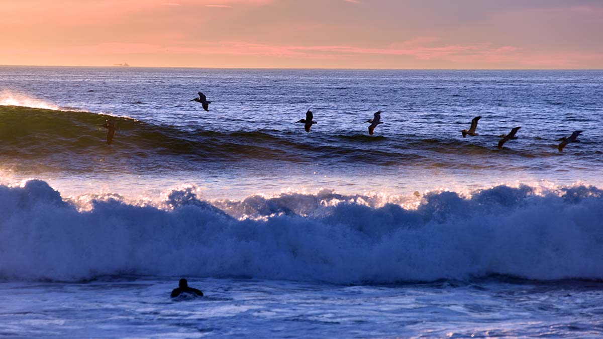 Pelicans ride the air waves near La Jolla's Windandsea Beach.