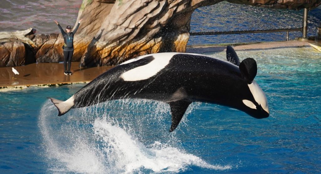 Orca whale doing flip with instructor in background at SeaWorld San Diego. San Diego Theme Parks.