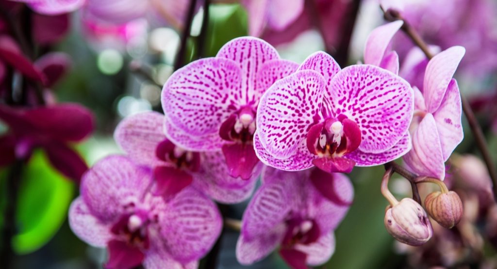 Purple and white orchid at Encinitas Cal Pacific Orchid Farm