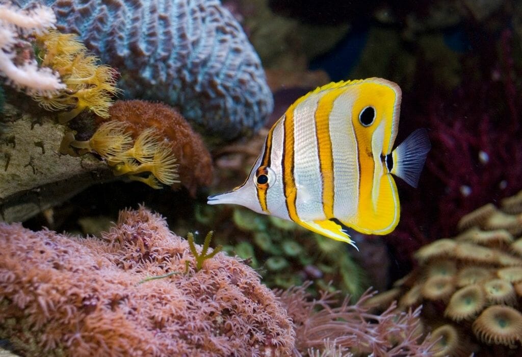 Yellow and white striped saltwater fish at the Birch Aquarium La Jolla California