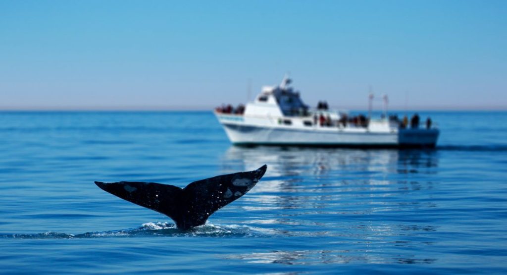 Gray whale tail coming up from water with group of onlookers on distant boat in sunny Southern California's Pacific Ocean. Whale Watching in San Diego, March in San Diego.