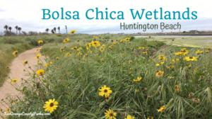 Bolsa Chica Wetlands: Historical Armaments and Nesting Grounds