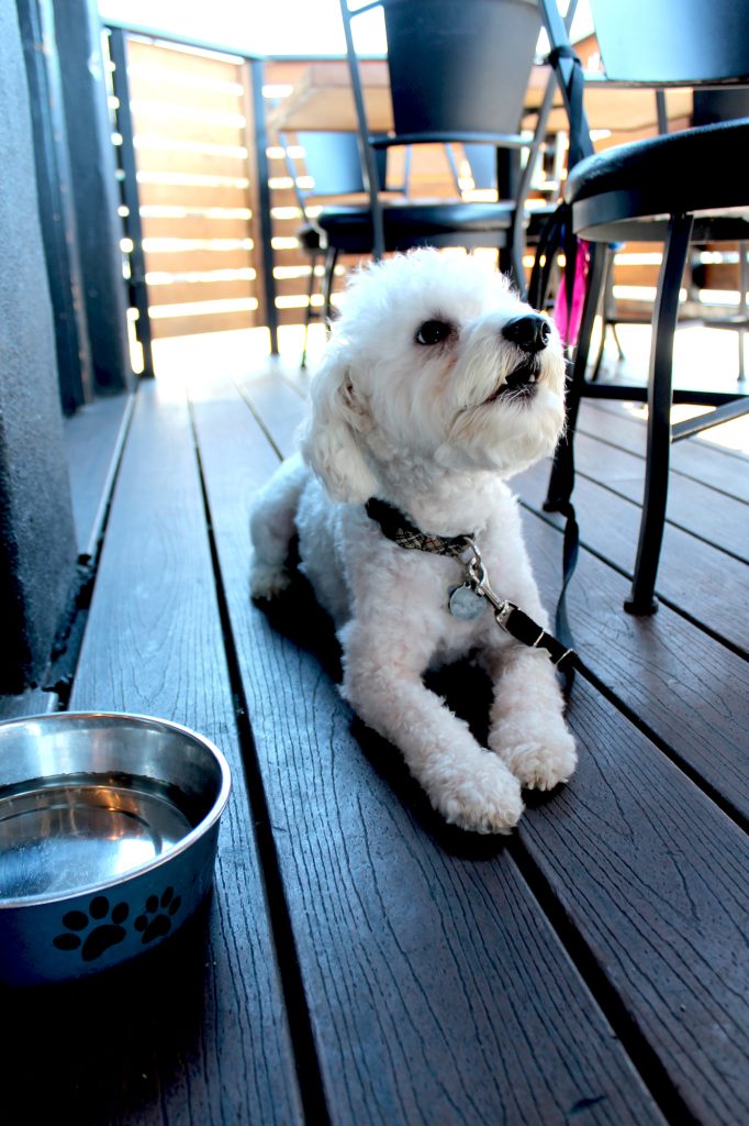 small white dog sitting below chairs on patio at Duck Dive