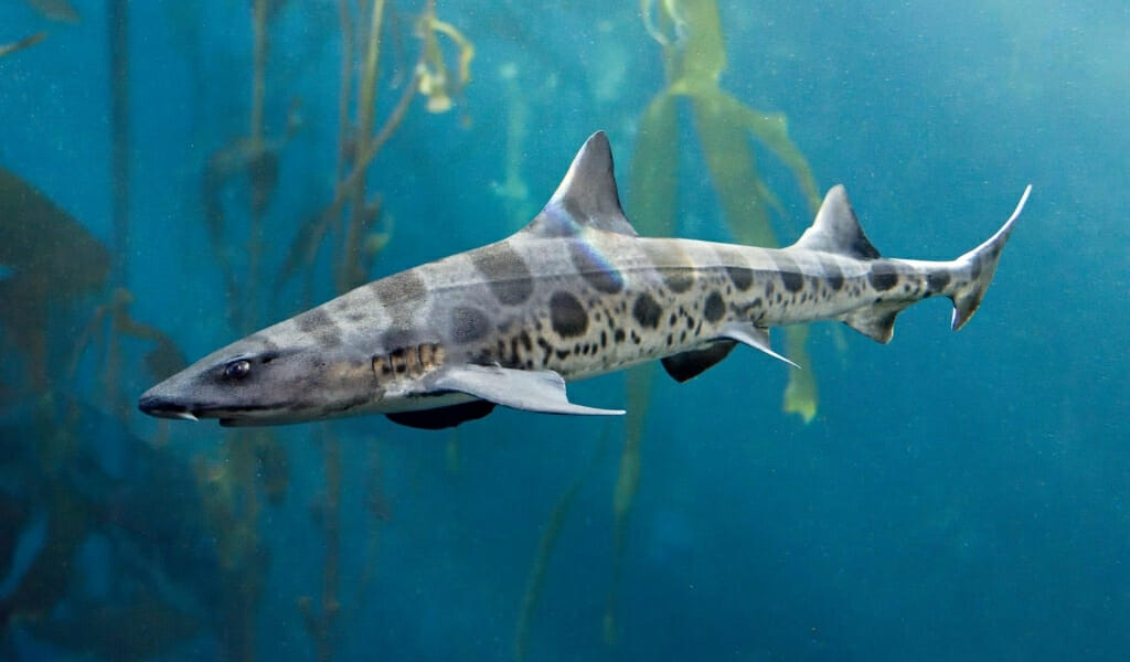 Leopard Shark swimming in front of kelp forest 