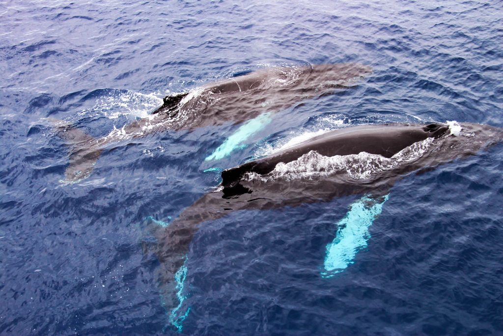 Two humpback whales swimming on the surface of the ocean next to each other. Photo shot from arial perspective.