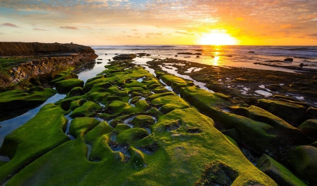 Green moss covered tide pools in the rocky shore line in La Jolla during sunset