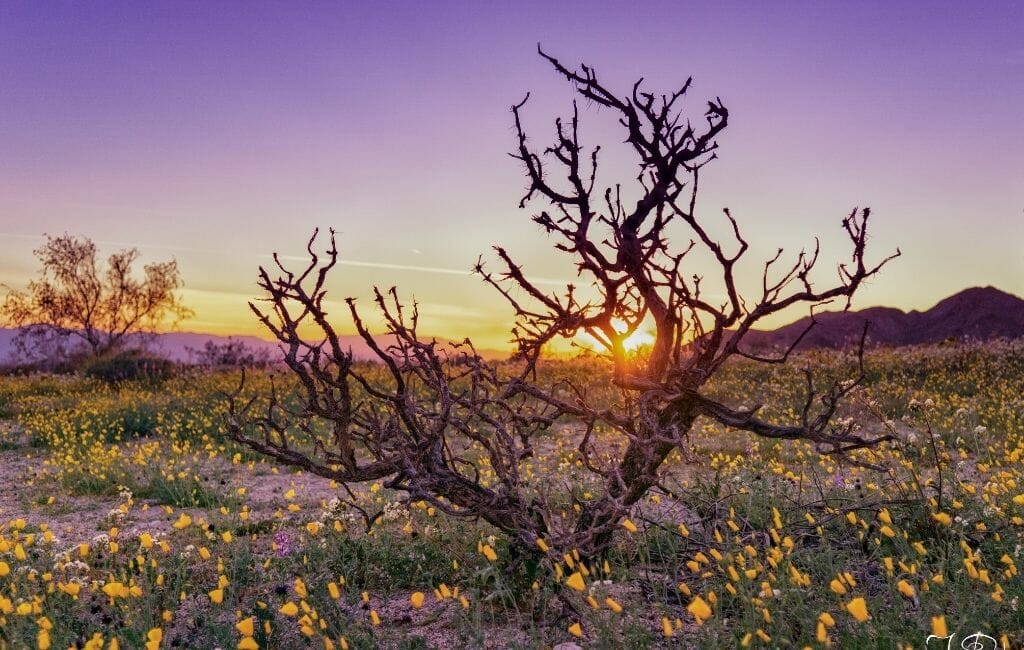 Dead branches in a field of California Wildflowers during sunrise with purple sky at Joshua Tree National Park