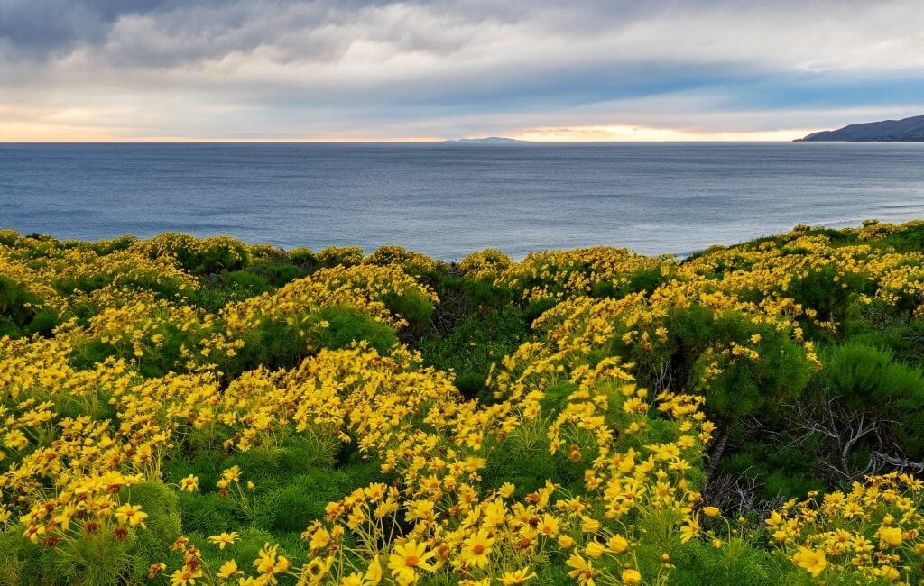 Bright yellow bush daisies on a cliff overlooking the pacific at Point Dume State Beach