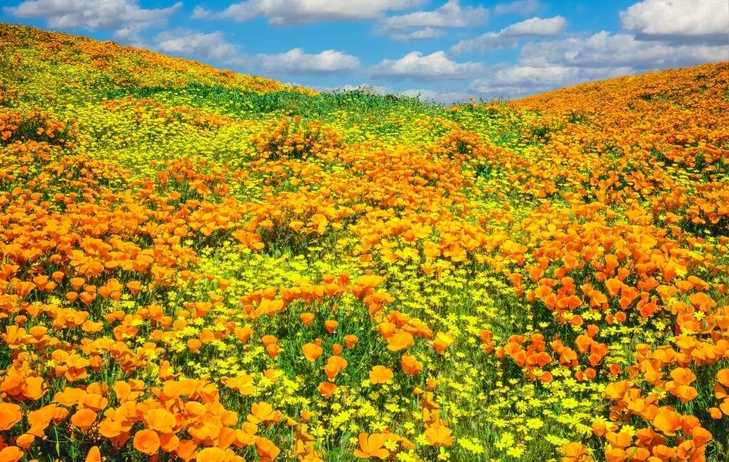 field of bright orange California poppies with patches of yellow desert dandelions at Antelope Valley California Wildflowers