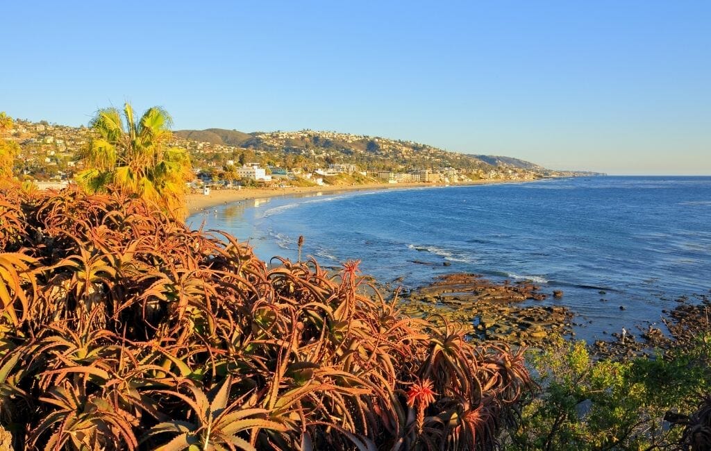 Red succulents on a cliff at Laguna Coast Wilderness Park overlooking the pacific Ocean