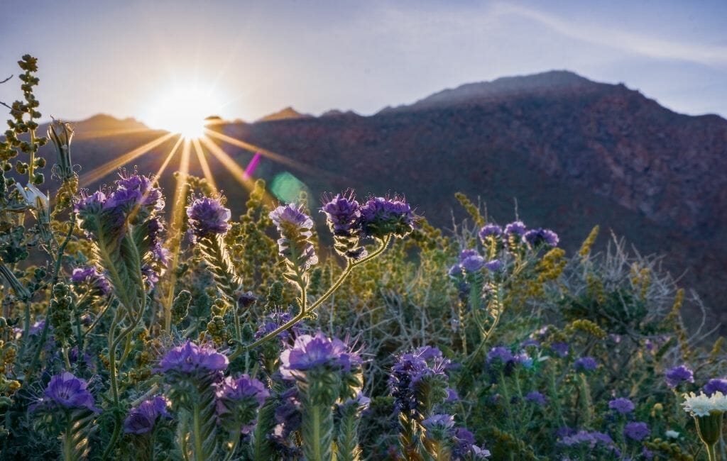 Purple california wildflowers at Anza Borrego State Park with sun breaking over the mountains in the background