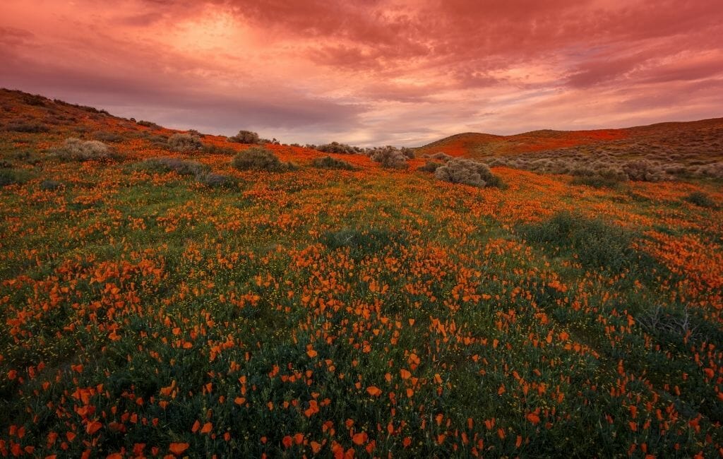 sunset over California Poppy field at Antelope Valley California Wildflowers